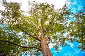 Leaf Removal in Moore, OK